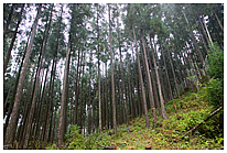 FSC森林管理認証を受けた山林も経営しています